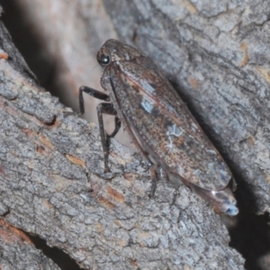 Putoniessa sp. (genus) at Downer, ACT - 9 Feb 2021