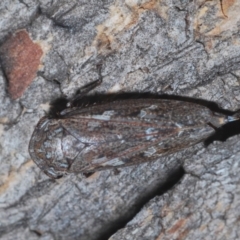 Putoniessa sp. (genus) at Downer, ACT - 9 Feb 2021