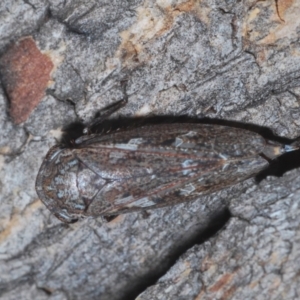 Putoniessa sp. (genus) at Downer, ACT - 9 Feb 2021