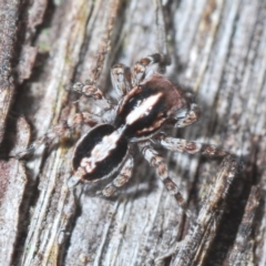 Euophryinae sp. (Mr Stripey) undescribed (Mr Stripey) at Downer, ACT - 10 Feb 2021 by Harrisi