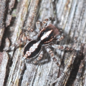 Euophryinae sp. (Mr Stripey) undescribed at Downer, ACT - 10 Feb 2021 05:43 PM