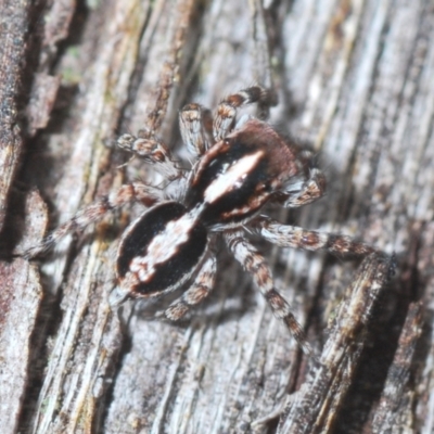 Euophryinae sp. (Mr Stripey) undescribed (Mr Stripey) at Black Mountain - 10 Feb 2021 by Harrisi