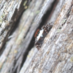 Euophryinae sp. (Mr Stripey) undescribed at Downer, ACT - 10 Feb 2021 05:43 PM