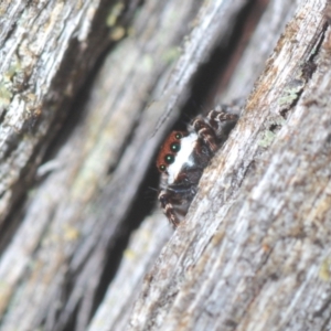 Euophryinae sp. (Mr Stripey) undescribed at Downer, ACT - 10 Feb 2021 05:43 PM