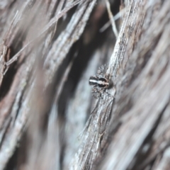 Euophryinae sp. (Mr Stripey) undescribed at Downer, ACT - 10 Feb 2021 05:43 PM