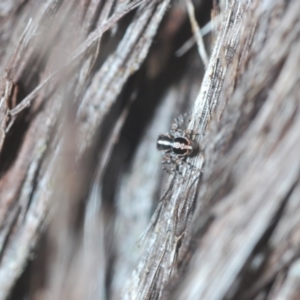 Euophryinae sp. (Mr Stripey) undescribed at Downer, ACT - 10 Feb 2021 05:43 PM