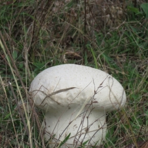 Calvatia sp. at Booth, ACT - 16 Feb 2021 09:24 AM