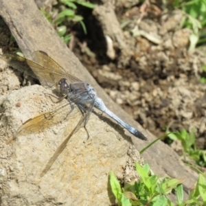 Orthetrum caledonicum at Denman Prospect, ACT - 16 Feb 2021 11:43 AM