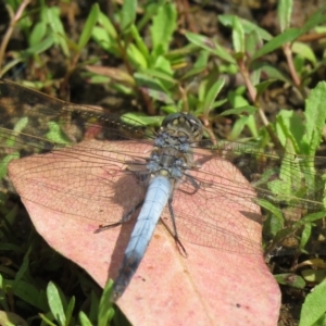 Orthetrum caledonicum at Denman Prospect, ACT - 16 Feb 2021 11:43 AM