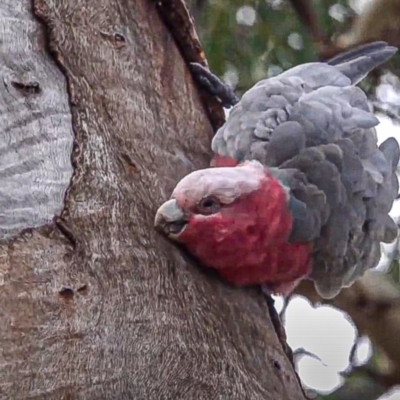 Eolophus roseicapilla (Galah) at Mount Majura - 16 Feb 2021 by sbittinger