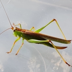 Conocephalomima barameda (False Meadow Katydid, Barameda) at Isaacs, ACT - 16 Feb 2021 by Mike