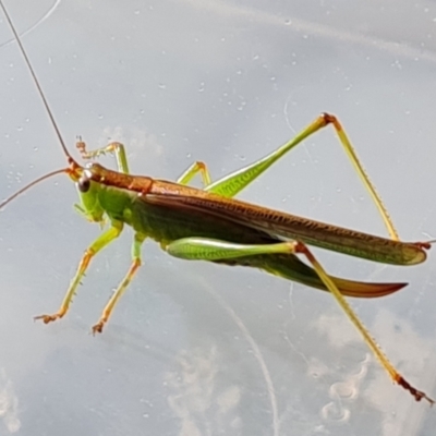 Conocephalomima barameda (False Meadow Katydid, Barameda) at Isaacs, ACT - 16 Feb 2021 by Mike