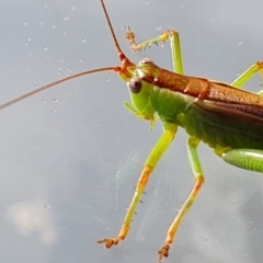 Conocephalomima barameda at Isaacs, ACT - suppressed