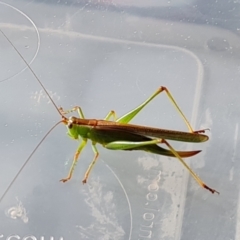 Conocephalomima barameda at Isaacs, ACT - suppressed