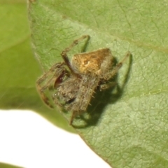 Araneinae (subfamily) (Orb weaver) at Flynn, ACT - 13 Feb 2021 by Christine