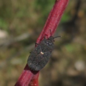 Aradidae sp. (family) at Symonston, ACT - 13 Feb 2021