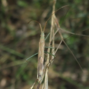 Mutusca brevicornis at Symonston, ACT - 13 Feb 2021 01:48 PM