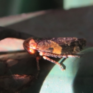 Eurymeloides adspersa at Flynn, ACT - 16 Feb 2021 05:32 PM