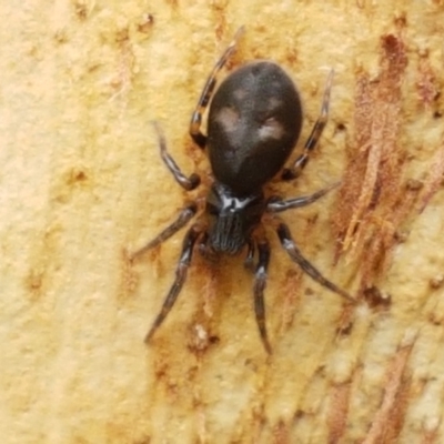 Gnaphosidae (family) (Ground spider) at Sullivans Creek, Lyneham South - 16 Feb 2021 by trevorpreston