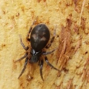 Gnaphosidae (family) at City Renewal Authority Area - 17 Feb 2021