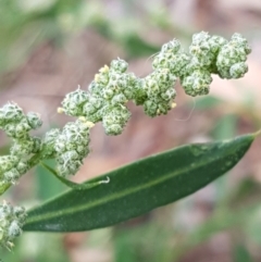 Chenopodium album (Fat Hen) at Lyneham Wetland - 16 Feb 2021 by tpreston