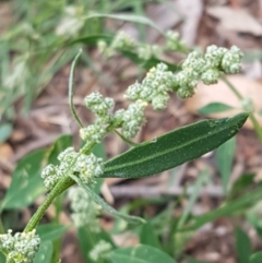 Chenopodium album at Lyneham, ACT - 17 Feb 2021