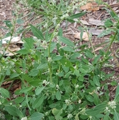 Chenopodium album at Lyneham, ACT - 17 Feb 2021