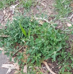 Chenopodium album at Lyneham, ACT - 17 Feb 2021