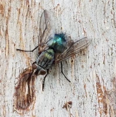 Chlorotachina sp. (genus) (A bristle fly) at Lyneham, ACT - 16 Feb 2021 by tpreston
