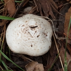 Agaricus sp. (Agaricus) at Sullivans Creek, Lyneham South - 16 Feb 2021 by trevorpreston