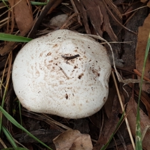 Agaricus sp. at O'Connor, ACT - 17 Feb 2021 09:26 AM