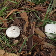 Agaricus sp. at O'Connor, ACT - 17 Feb 2021