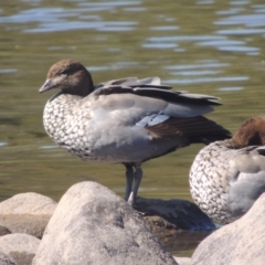 Chenonetta jubata (Australian Wood Duck) at Stromlo, ACT - 20 Jan 2021 by MichaelBedingfield