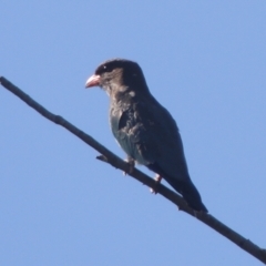 Eurystomus orientalis (Dollarbird) at Cotter Reserve - 20 Jan 2021 by michaelb