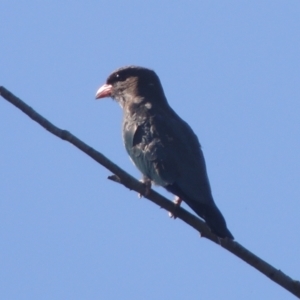 Eurystomus orientalis at Stromlo, ACT - 20 Jan 2021