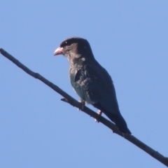 Eurystomus orientalis (Dollarbird) at Stromlo, ACT - 20 Jan 2021 by michaelb