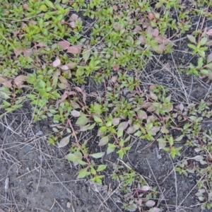 Ludwigia palustris at Stromlo, ACT - 20 Jan 2021