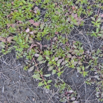 Ludwigia palustris (Marsh Purslane) at Cotter Reserve - 20 Jan 2021 by michaelb