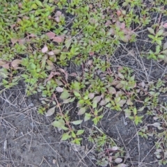 Ludwigia palustris (Marsh Purslane) at Stromlo, ACT - 20 Jan 2021 by michaelb