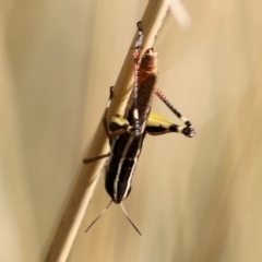 Macrotona sp. (genus) (Macrotona grasshopper) at Wodonga, VIC - 16 Feb 2021 by Kyliegw