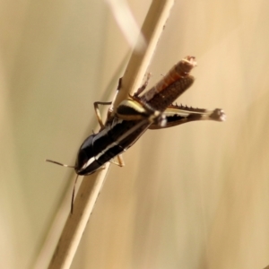 Macrotona sp. (genus) at Wodonga, VIC - 17 Feb 2021 09:36 AM