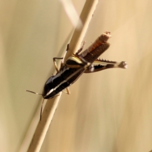 Macrotona sp. (genus) at Wodonga, VIC - 17 Feb 2021