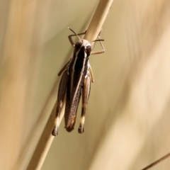 Macrotona sp. (genus) at Wodonga, VIC - 17 Feb 2021 09:36 AM