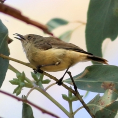 Acanthiza reguloides (Buff-rumped Thornbill) at Wodonga, VIC - 17 Feb 2021 by KylieWaldon