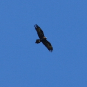 Aquila audax at Wodonga, VIC - 17 Feb 2021 09:53 AM