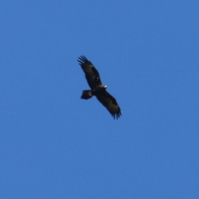 Aquila audax (Wedge-tailed Eagle) at Wodonga, VIC - 16 Feb 2021 by Kyliegw