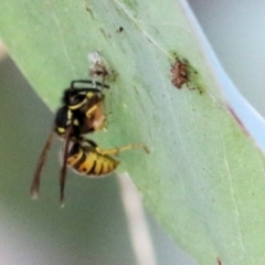 Vespula germanica (European wasp) at Wodonga, VIC - 16 Feb 2021 by Kyliegw