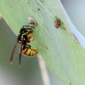 Vespula germanica at Wodonga - 17 Feb 2021 10:07 AM