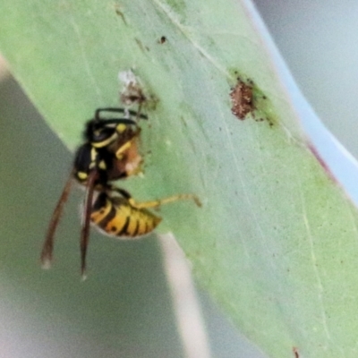 Vespula germanica (German Yellowjacket Wasp (also known as European Wasp)) at Wodonga - 17 Feb 2021 by KylieWaldon