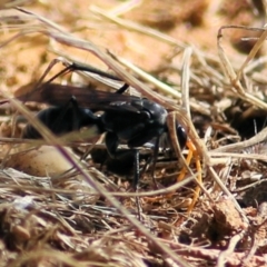 Unidentified Spider wasp (Pompilidae) at Wodonga - 16 Feb 2021 by Kyliegw